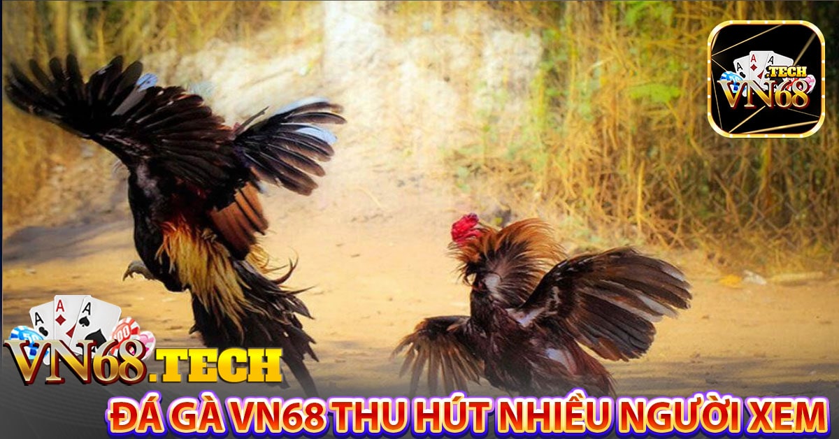 Cốt lõi của đá gà VN68 thu hút nhiều người xem